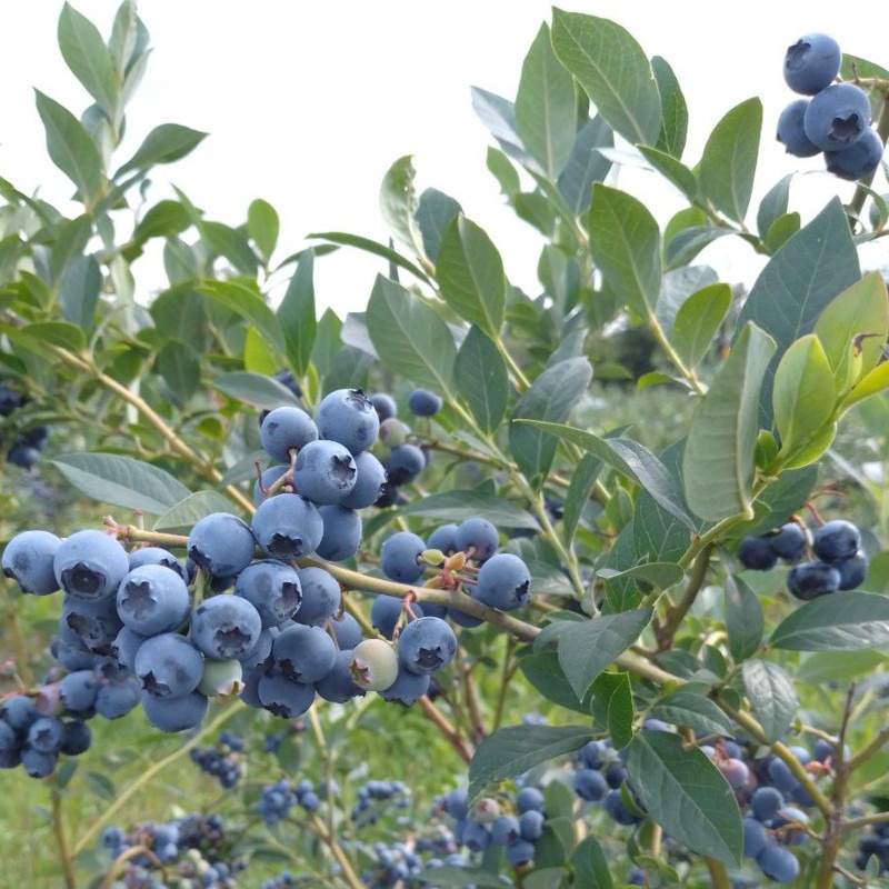 Органічна лохина